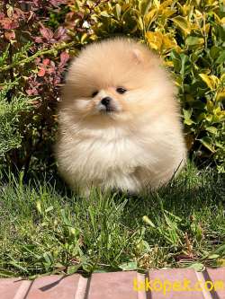 Orjinal Ayi Surat Pomeranian Boo Yavrularimiz 2