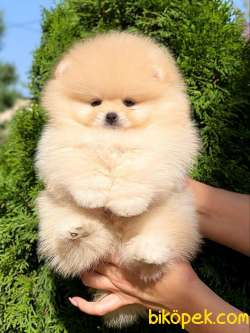 Orjinal Ayi Surat Pomeranian Boo Yavrularimiz 1