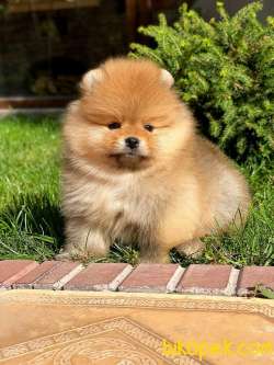 Orjinal Ayi Surat Pomeranian Boo Yavrularimiz 3
