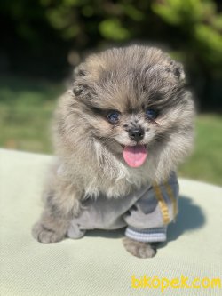 ORJINAL AYI SURAT POMERANIAN YAVRULAR 1