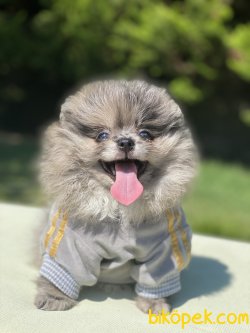 ORJINAL AYI SURAT POMERANIAN YAVRULAR 2