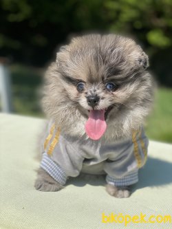 ORJINAL AYI SURAT POMERANIAN YAVRULAR 3