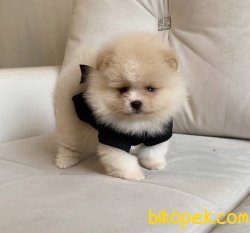 Orjinal Ayı Surat Pomerian 2