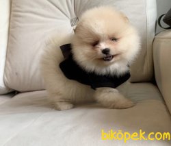 Orjinal Ayı Surat Pomerian 3