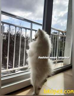 Orjinal Ayı Surat Pomerian 2