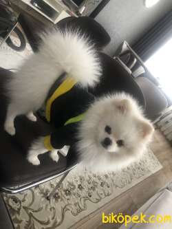 Orjinal Ayı Surat Pomerian 3