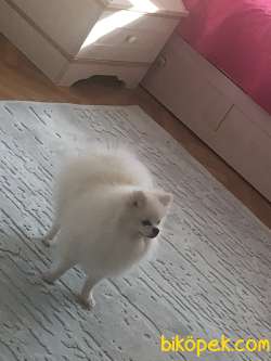 Orjinal Ayı Surat Pomerian 1