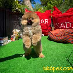 Orjinal Ayı Surat Teddybear Boo Pomeranian Kızımız Olly 5