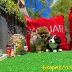 Orjinal Ayı Surat Teddybear Boo Pomeranian Kızımız Olly 4