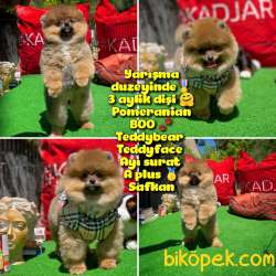 Orjinal Ayı Surat Teddybear Boo Pomeranian Kızımız Olly 1