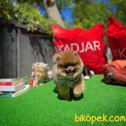 Orjinal Ayı Surat Teddybear Boo Pomeranian Kızımız Olly 3