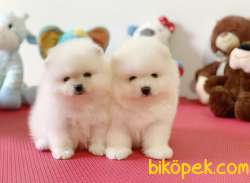 Orjinal Ayıcık Surat Boo Pomeranian Yavrular 1