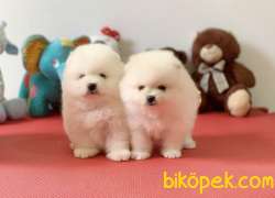 Orjinal Ayıcık Surat Boo Pomeranian Yavrular 3