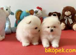 Orjinal Ayıcık Surat Boo Pomeranian Yavrular 2