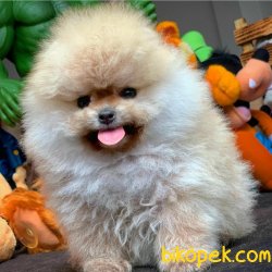 Orjinal Ayıcık Yüz Pomeranian Boo Yavrularımız 1