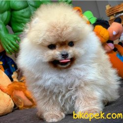 Orjinal Ayıcık Yüz Pomeranian Boo Yavrularımız 2