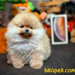 Orjinal Ayıcık Yüz Pomeranian Boo Yavrularımız 3