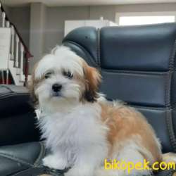 ORJINAL BASIK SURAT SHIH TZU YAVRULARI 3