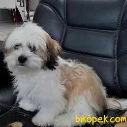 ORJINAL BASIK SURAT SHIH TZU YAVRULARI 2