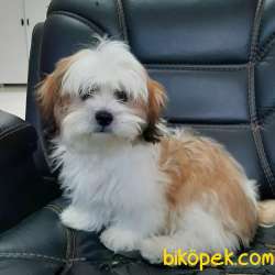 ORJINAL BASIK SURAT SHIH TZU YAVRULARI 5