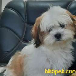 ORJINAL BASIK SURAT SHIH TZU YAVRULARI 4
