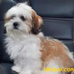 ORJINAL BASIK SURAT SHIH TZU YAVRULARI 1