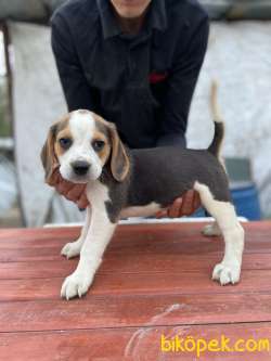 Orjinal Beagle Yavrular 3
