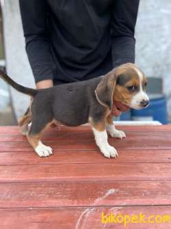 Orjinal Beagle Yavrular 2