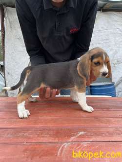 Orjinal Beagle Yavrular 4
