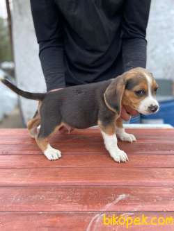 Orjinal Beagle Yavrular 1