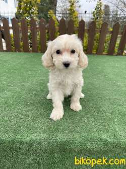 Orjinal  Bebek Surat Maltipoo Yavrularimiz 3