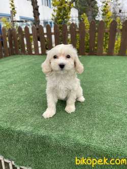 Orjinal  Bebek Surat Maltipoo Yavrularimiz 1