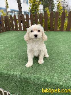 Orjinal  Bebek Surat Maltipoo Yavrularimiz 2