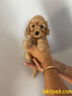 Orjinal Bebek Surat Toy Poodle Bebekler 1