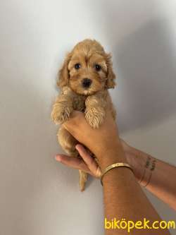 Orjinal Bebek Surat Toy Poodle Bebekler 3