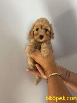 Orjinal Bebek Surat Toy Poodle Bebekler 2