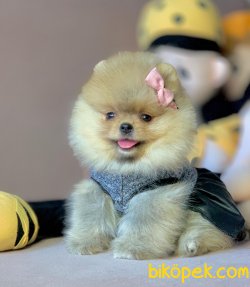 Orjinal Belgeli Eğitimli Boo Pomeranian Yavrular 3