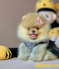 Orjinal Belgeli Eğitimli Boo Pomeranian Yavrular 1