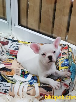 ORJINAL BEYAZ  Frenc Buldog Blue Marley 3