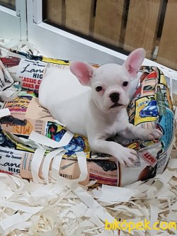 ORJINAL BEYAZ  Frenc Buldog Blue Marley 2