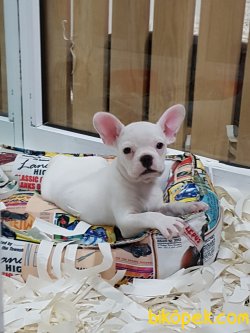 ORJINAL BEYAZ  Frenc Buldog Blue Marley 1