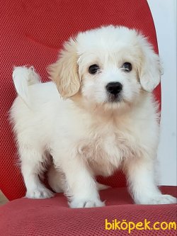 Orjınal Beyaz Morkıe Yavruları 1