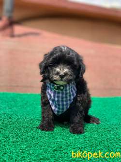 Orjinal Black Maltipoo Yavrular 4