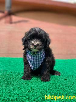 Orjinal Black Maltipoo Yavrular 3