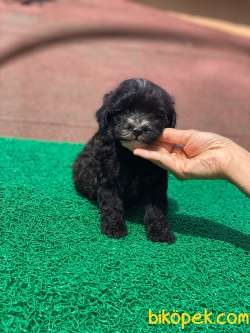 Orjinal Black Maltipoo Yavrular 1