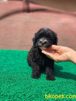 Orjinal Black Maltipoo Yavrular 2