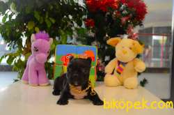 Orjinal Black Tan French Bulldog Yavrularımız 2