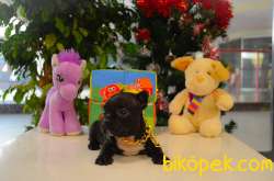 Orjinal Black Tan French Bulldog Yavrularımız 1