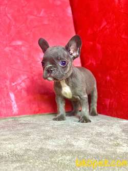 ORJİNAL BLUE ERKEK FRENCH BULLDOG 4