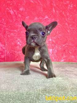 ORJİNAL BLUE ERKEK FRENCH BULLDOG 3